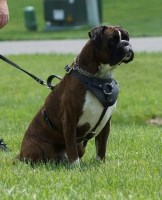 Big Mac Boxers Boxer breeder