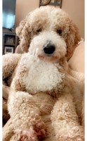 Riverhouse Doodles Goldendoodle breeder