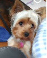 Rosebriar Cottage AKC Yorkshire Terriers Yorkshire Terrier breeder