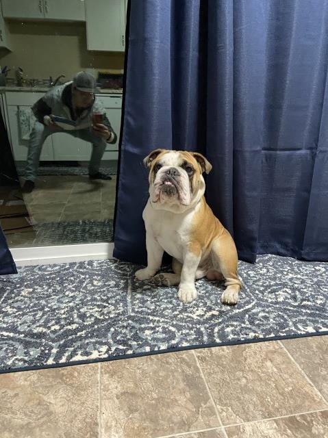 English Bulldog Stud 29816