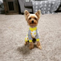 Silky Terrier thumbnail