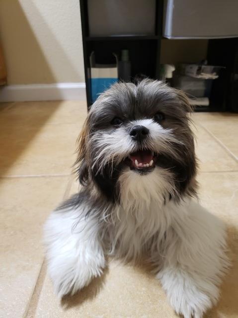 Shih Tzu Breeder 26691