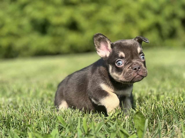 French Bulldog Stud 31847