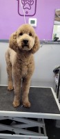 Rayna Rattray - Goldendoodle Stud