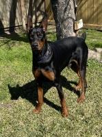 Jorge - Doberman Pinscher Stud