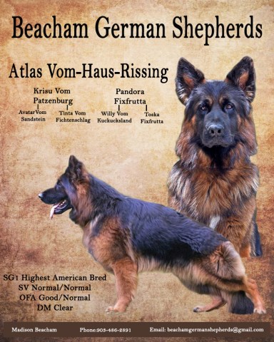 Beacham German Shepherds