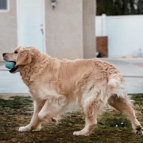 Golden Retriever Stud 30791