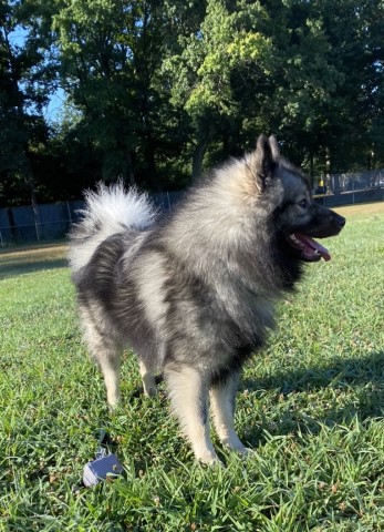 Keeshond Stud 28370