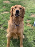 Hunter Enger - Golden Retriever Stud