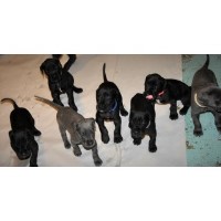 K and J Dane Great Dane breeder