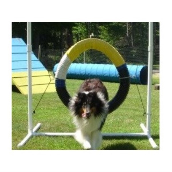 Shetland Sheepdog Breeder 23726