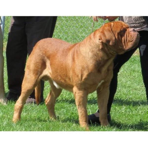 Dogue De Bordeaux Stud 14475