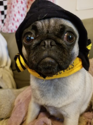 Pug Breeder 26307