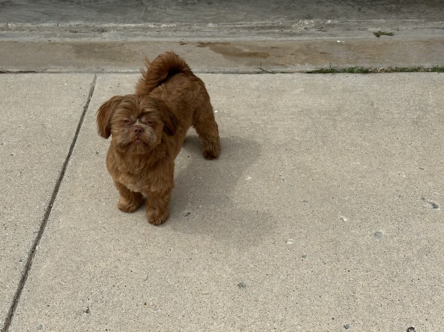 Shih Tzu Stud 31801