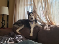 Kelley Marie Gardner - Siberian Husky Breeder Siberian Husky breeder