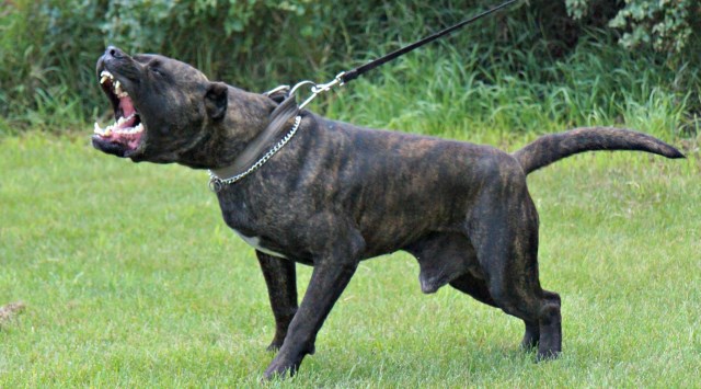 Perro De Presa Canario Breeder 25604