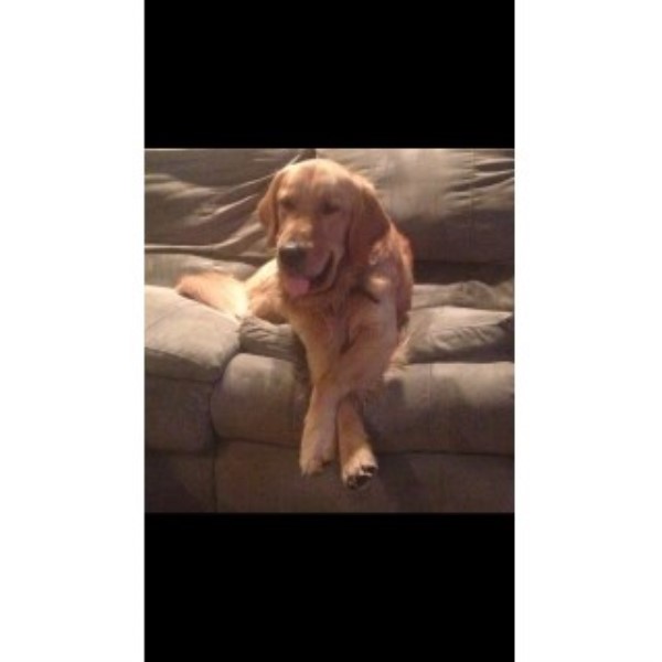 golden retriever puppies in pittsburgh pa litsko s oakley golden retriever stud in pittsburgh pennsylvania golden retriever puppies in pittsburgh pa litsko s oakley golden retriever stud in pittsburgh pennsylvania