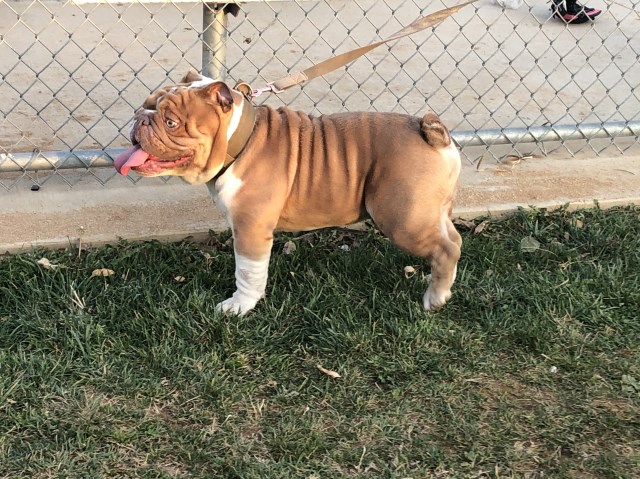 English Bulldog Stud 27952