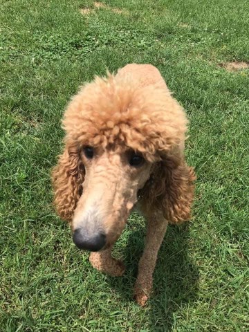 breeder poodle virginia standard kennels angel eyes
