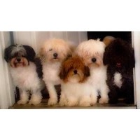 Highborn Havanese Havanese breeder