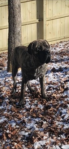 Lakeside English Mastiffs of Georgia and North Carolina