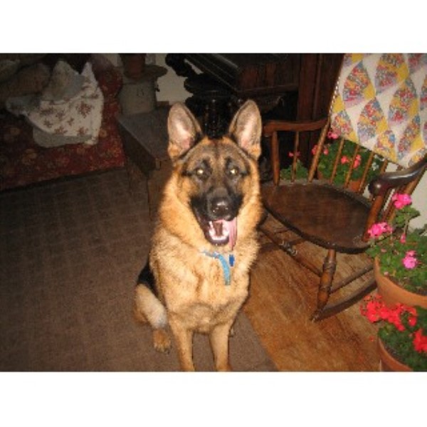 greater wisconsin golden retriever rescue german shepherd stud in janesville wisconsin greater wisconsin golden retriever rescue german shepherd stud in janesville wisconsin
