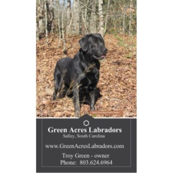 blooded lab puppies for sale in sc green acres labradors labrador retriever breeder in salley south carolina blooded lab puppies for sale in sc green acres labradors labrador retriever breeder in salley south carolina