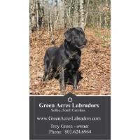 Green Acres Labradors Labrador Retriever breeder