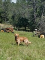 Jessie Miles - Golden Retriever Stud