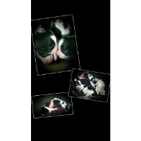 CedarHaven Springers English Springer Spaniel breeder