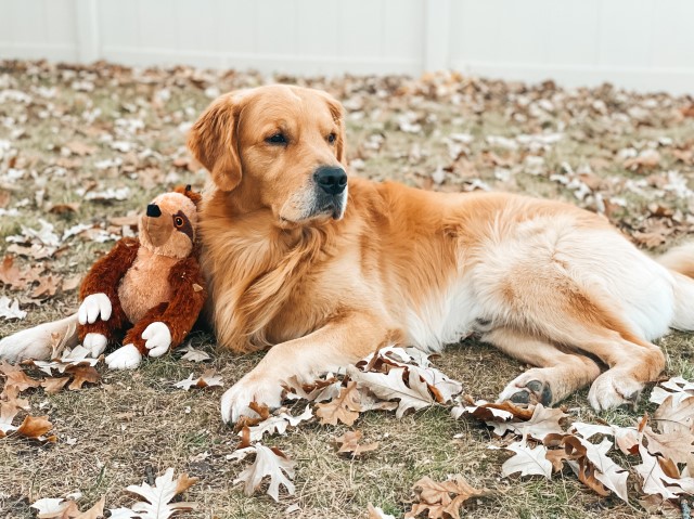 Golden Retriever Stud 31316