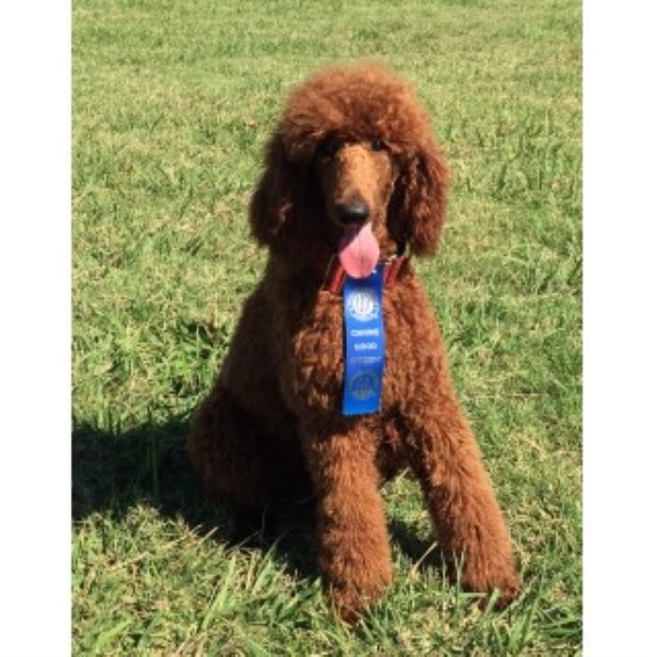 Poodle Standard Breeder 25060