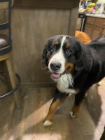 Monica Miller - Bernese Mountain Dog Stud