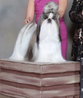 Sunside Shih Tzu Shih Tzu breeder