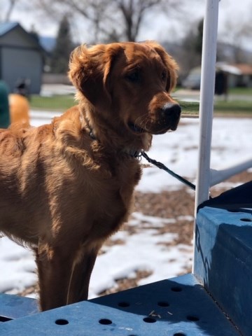 Golden Retriever Breeder 27111