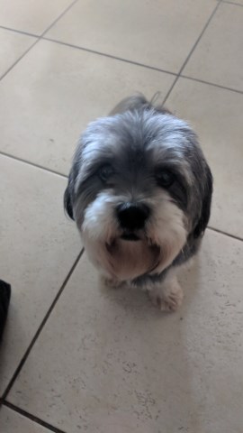 Lhasa Apso Stud 26357