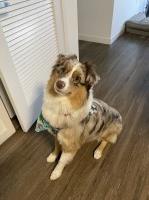 Roberto - Australian Shepherd Dog Stud