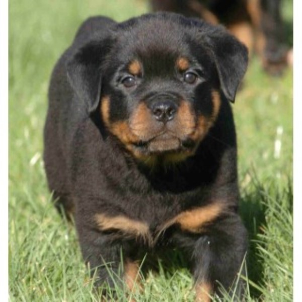 Trojan Perm. Reg'd. Rottweilers