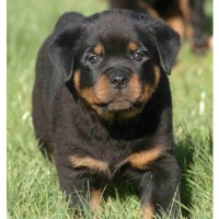 Trojan Perm. Reg'd. Rottweilers Rottweiler breeder