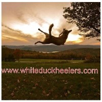 Whiteduck Mountain Kennel Australian Cattle Dog breeder