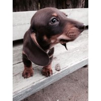 Wesley's Kennel Dachshund breeder