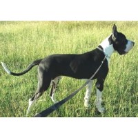 davis great danes Great Dane breeder