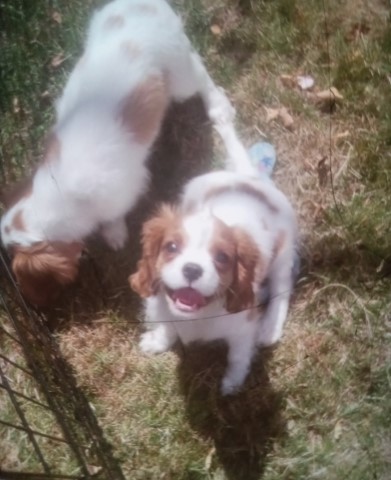 Cavalier King Charles Spaniel Stud 31206