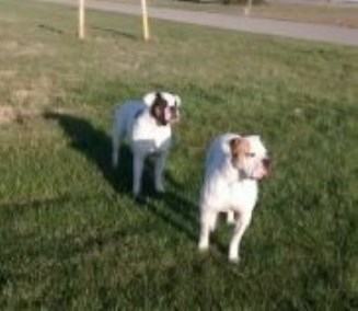 American Bulldog Breeder 16174