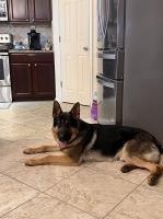 Don Martin - German Shepherd Dog Stud