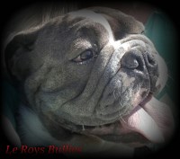 Le Roys Bullies English Bulldog breeder