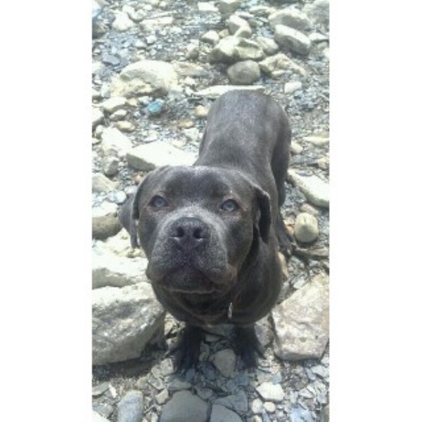 Rubles Cane Corsos Cane Corso Breeder In Cleveland Ohio