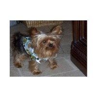 shih tzu rescue athens ga terrier breeders in freedoglistings shih tzu rescue athens ga terrier breeders in freedoglistings