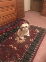 Christy - Shih Tzu Stud