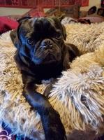 Sarah Rittmann - Pug Stud